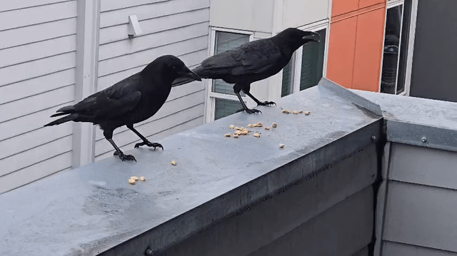 Been getting into feeding the local Murder.