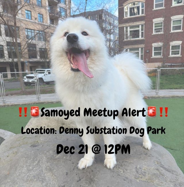 Samoyed Meetup
