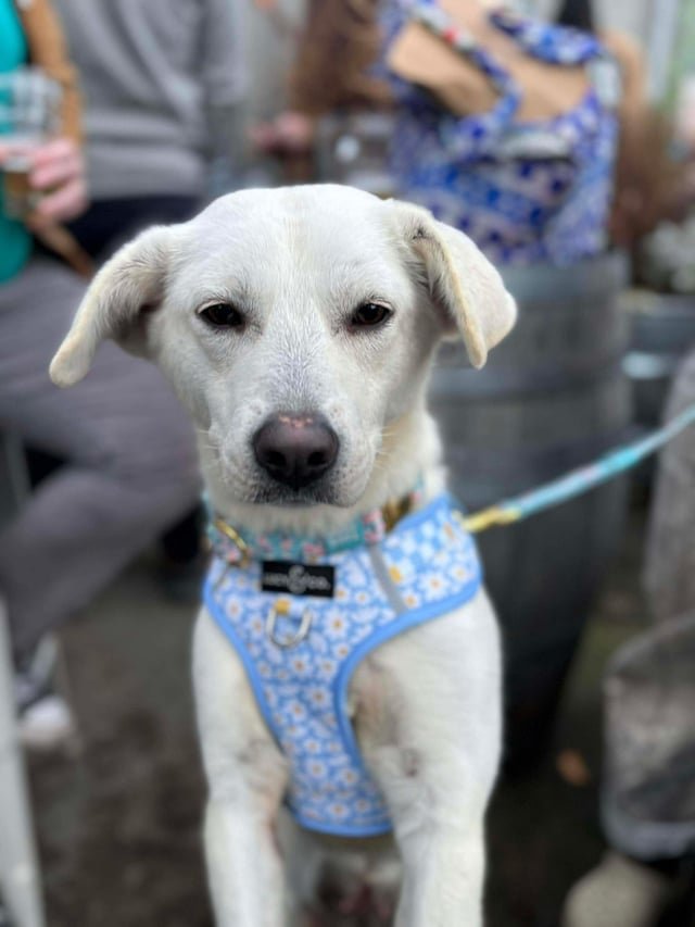 Missing Dog in West Seattle
