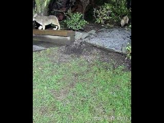 Cat chases coyote in Upper Fauntleroy (West Seattle)