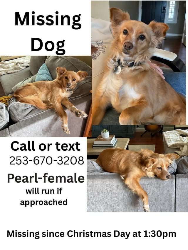 Lost dog in Auburn