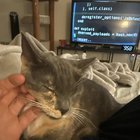Need to re-home two kitties