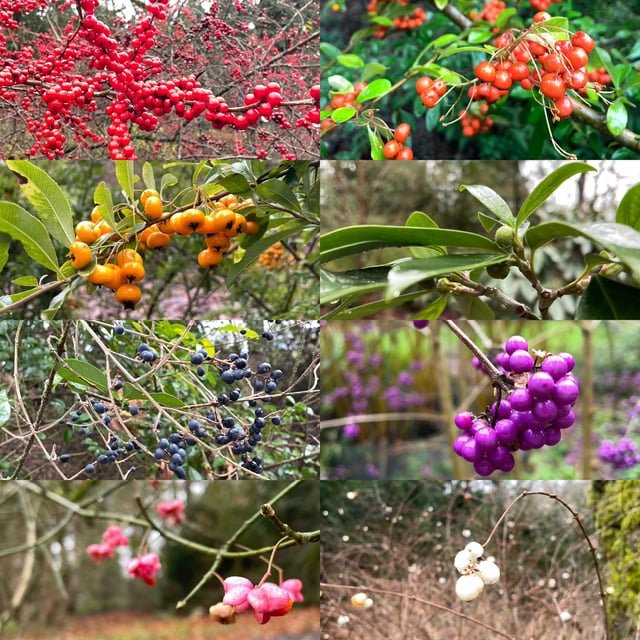 I found berries in every color of the rainbow in the Arboretum today