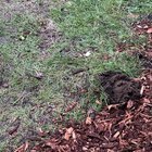 Mounds of dirt in North Queen Anne yard?