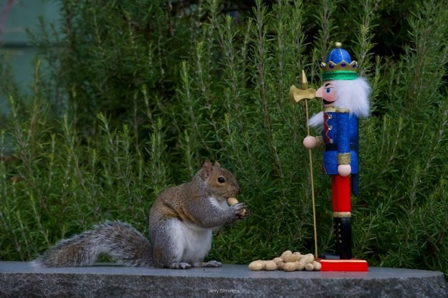 INVITATION: Christmas morning bird/nature walk @ Lincoln Park