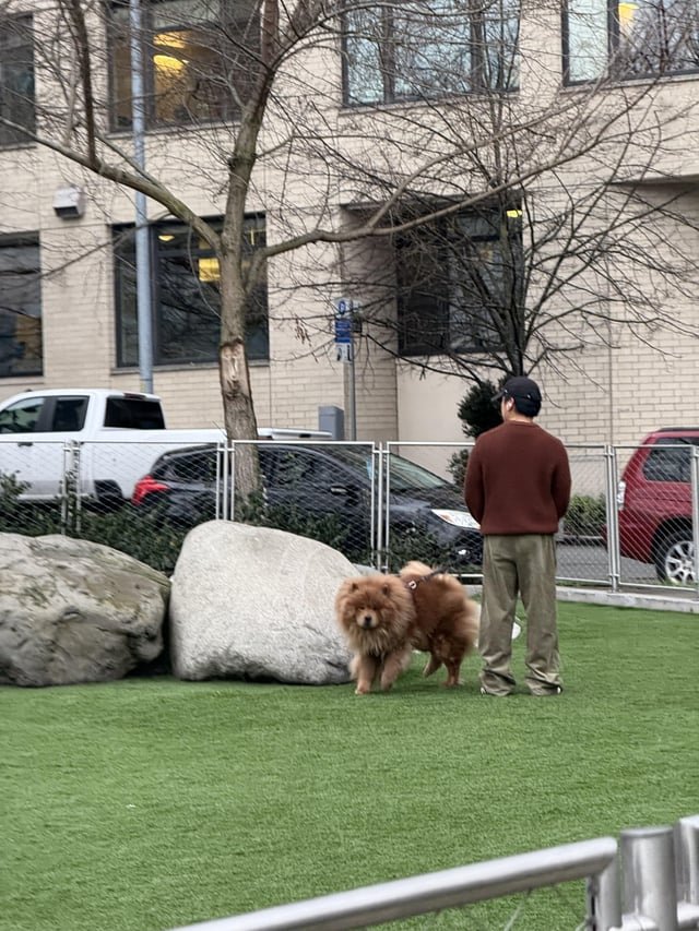 PSA: Aggressive Cinnamon (Brown) Chow at Denny Substation