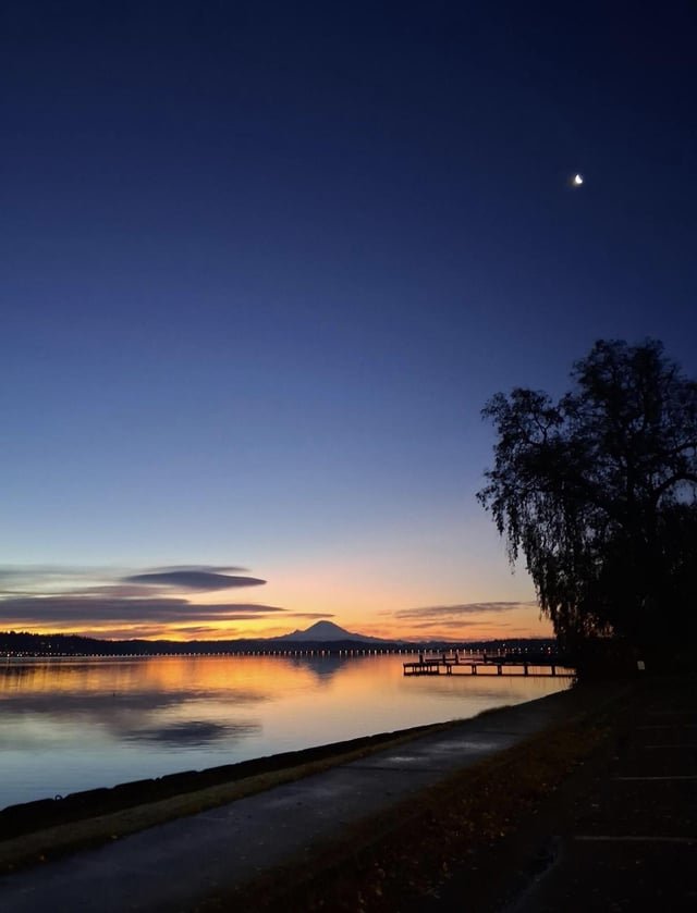 Madrona in the Morning