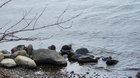 Otter family!