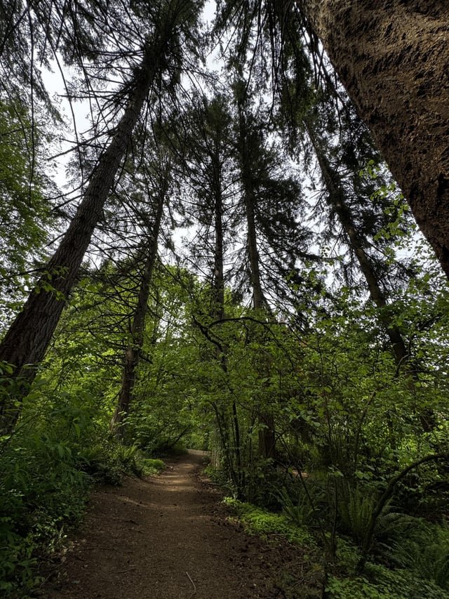 Redwood Tree, it ain’t Hard to See.