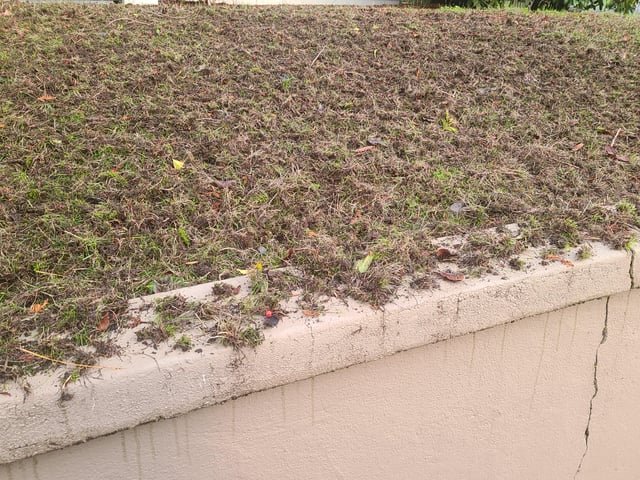 Anyone else get some landscaping done by the crows?