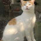 Missing cat in Ballard
