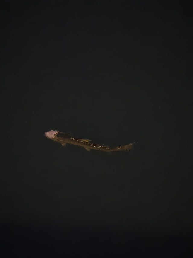 Cool fish I saw in the water near the Seattle Aquarium