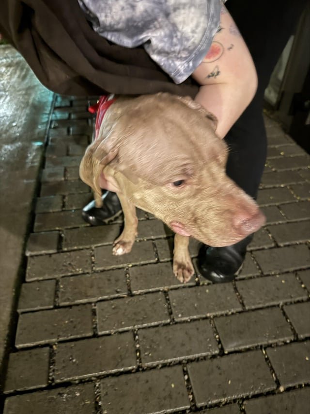 Is this your dog? 98th and Greenwood