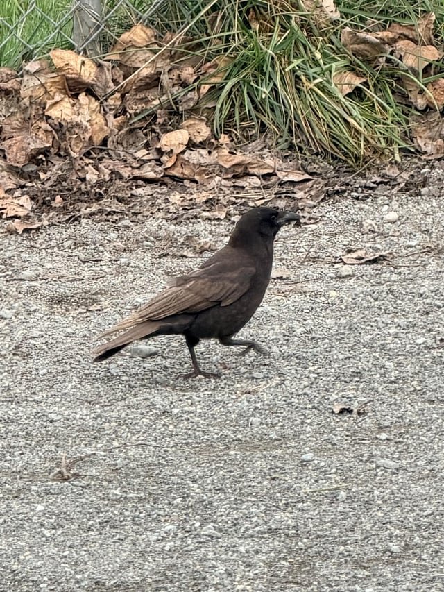 Caramel Crow in Magnuson Park :)
