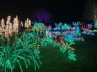 Garden d lights at Bellevue