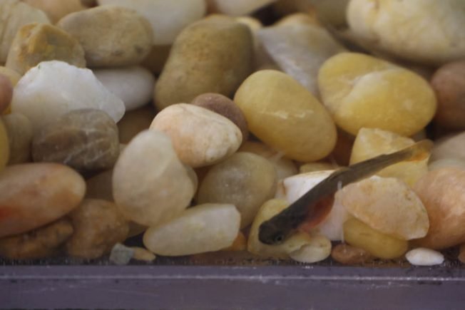 SALMON: Classroom coho’s early hatch surprises students
