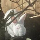 Lost Pet: Large Albino Rabbit