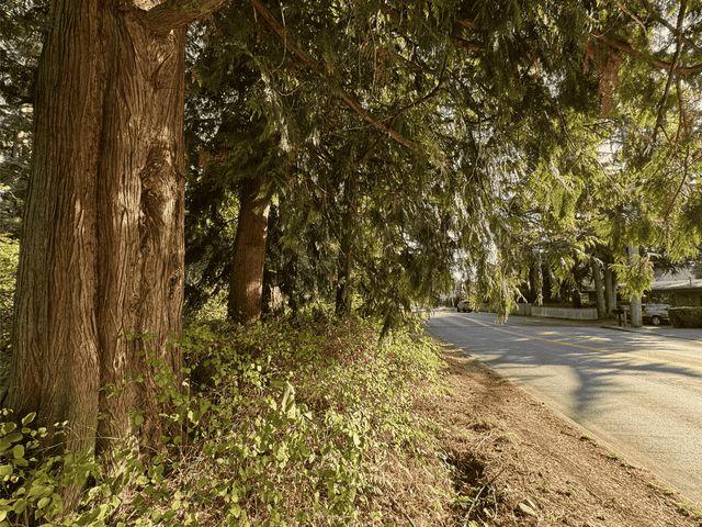 Tree Action Seattle opposed to construction of wide sidewalks along 1st Ave NE at N 130th St because trees