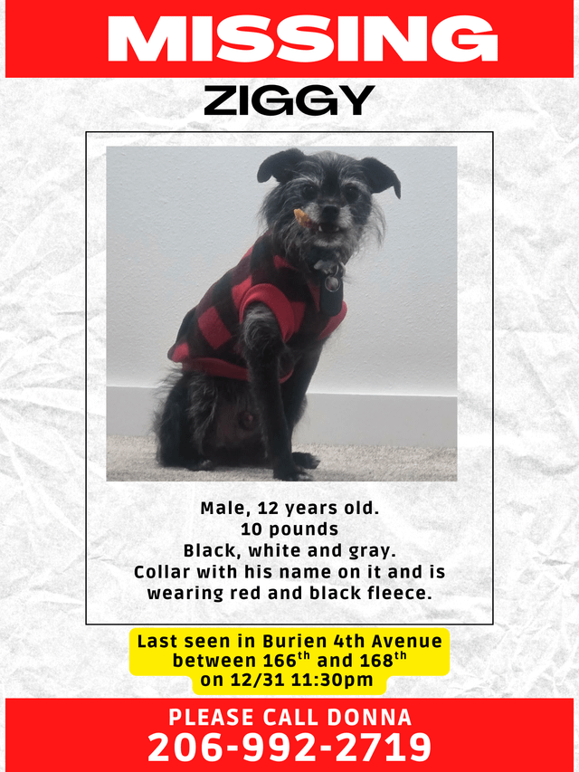 Lost Dog – Burien