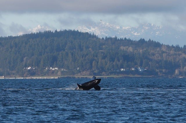 Orcas put on a show off Seattle
