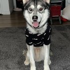 Lost Husky. Asking for help from this amazing community.