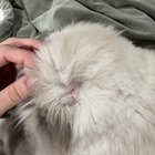 Stay Away From Aussie Pet Mobile Grooming