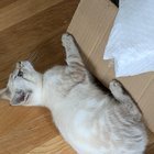 Missing Cat on Capitol Hill