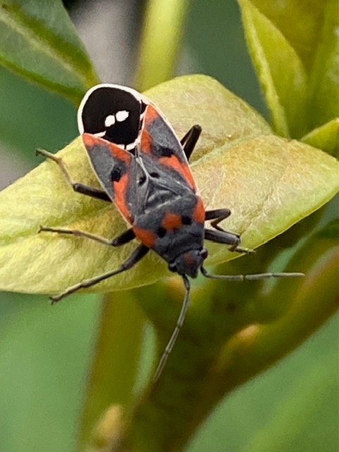 22 options on our list for your West Seattle Tuesday!