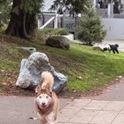 Lost Dog – Gas Works, very friendly