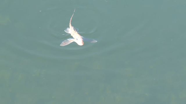 Spotted a Spotted Ratfish at Shilshole Bay Marina