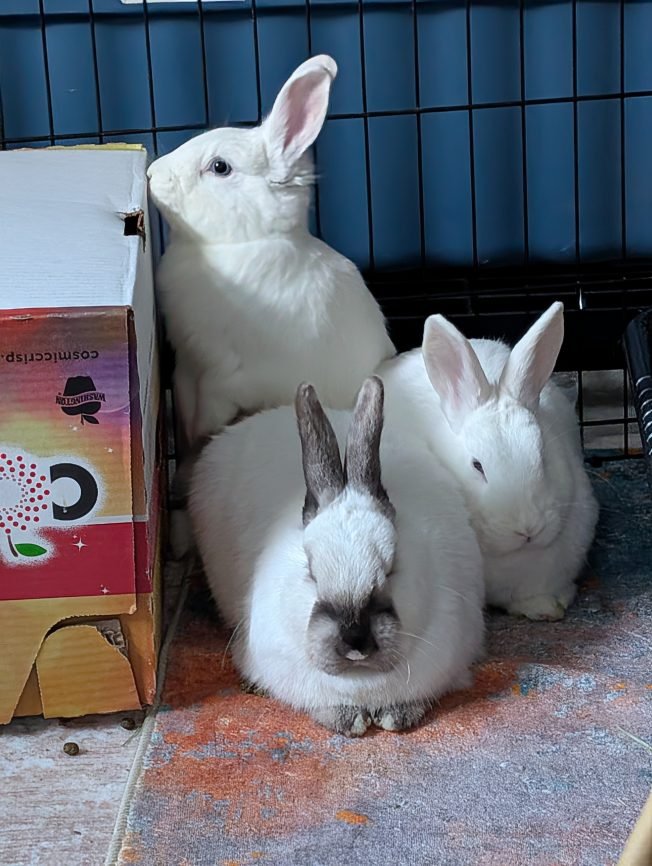 YOU CAN HELP: Meet adoptable rescue bunnies, buy a calendar!