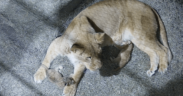 A purr-fect new addition! Woodland Park Zoo celebrates the birth of African lions