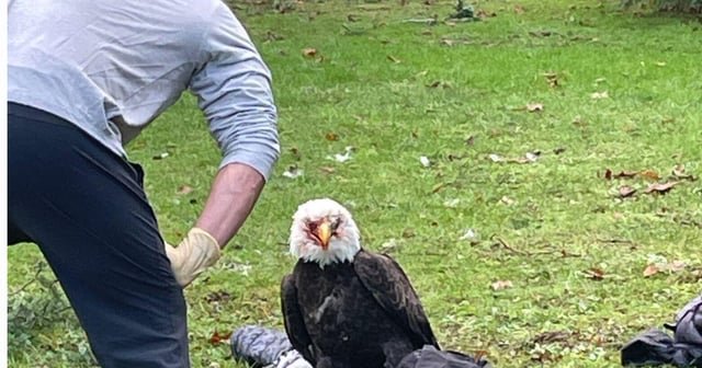 Bystanders break up bald eagles’ ‘fight to the death’ in Seattle park