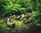 Ravenna Park might be one of Seattle’s most underrated green spaces