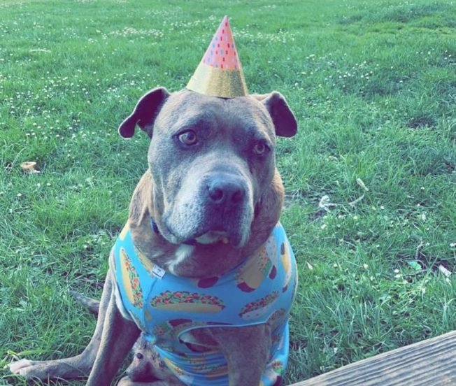 Remembering Boo the dog, ‘self-proclaimed Mayor of West Seattle,’ 2012-2026