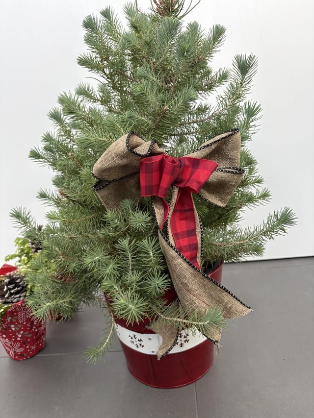 Can I plant this tabletop pine tree from Trader Joe’s?