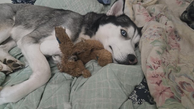 Where can I take my husky to enjoy some snow?