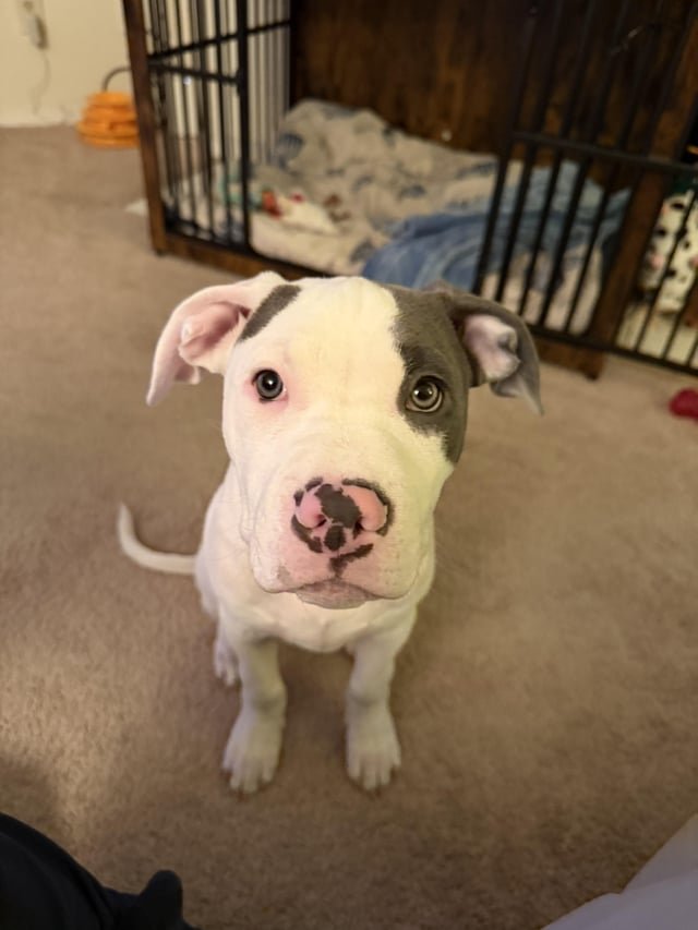 Puppy play date anyone ?