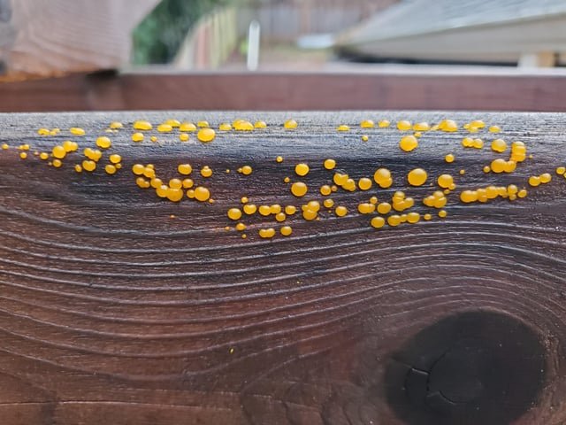 Anybody know what this is?! Found on my pergola in WS, very alien looking