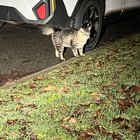 Wandering cat Upper Queen Anne area