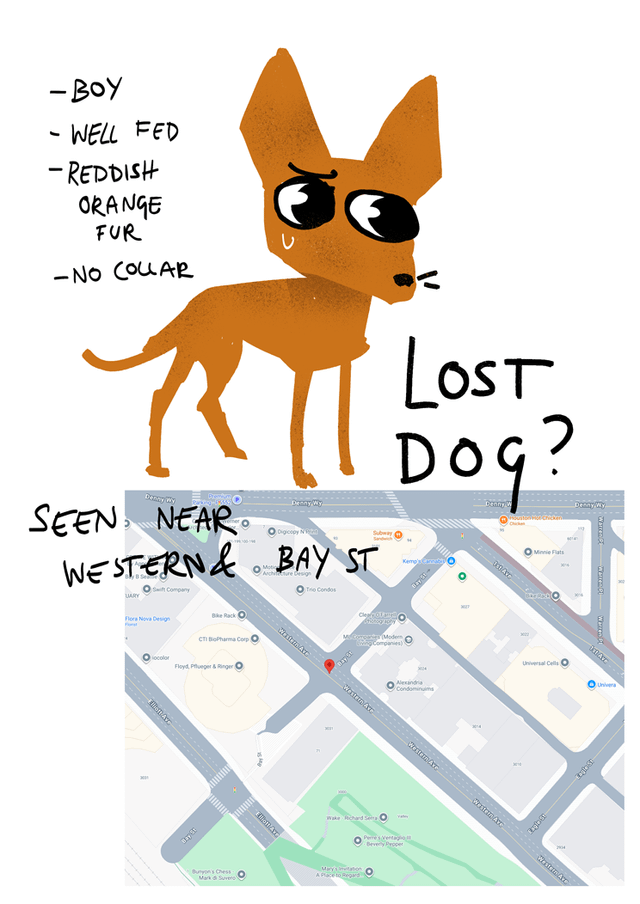 Lost Dog? Collarless Chihuahua seen in Belltown
