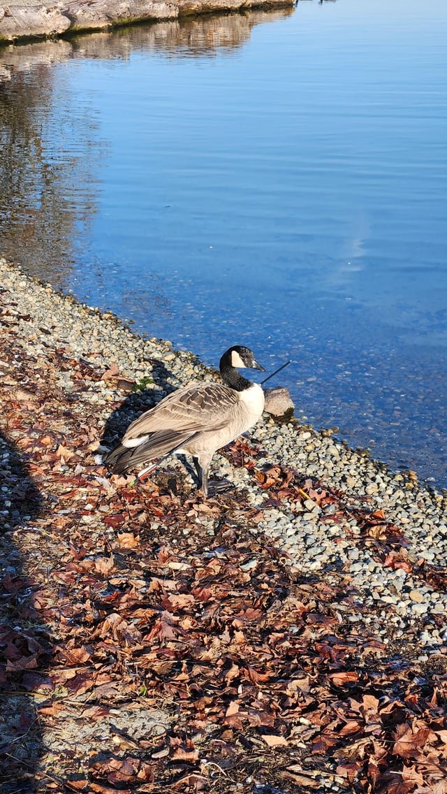 Goose shot with an arrow at Lake Washington. Anybody able to transport?