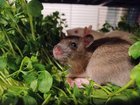 Female fancy rat seeks home with friends (South Seattle, will travel)