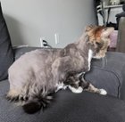 WHAT IS GOING ON AT PETSMART?