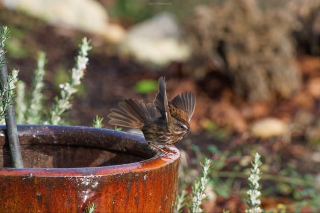 WEST SEATTLE SUNDAY: 21 notes!