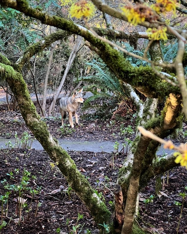 Arboretum coyote doin the classic Seattle move: makin intense 👀 contact then disappearin fo Eva