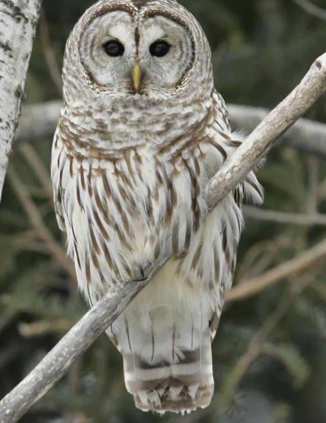 Curious about everyone’s experiences with owls in the area