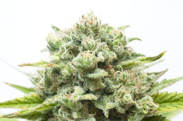Legislation to Legalize Marijuana Home Grows Filed in Washington State Senate