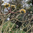 Take a sniff at the Ballard Locks…