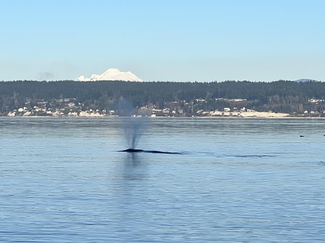 Gray Whale and Mount Baker